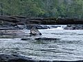 TypicalTallapoosaRiverShoals