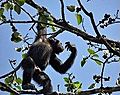 Voa Guinea chimpanzee picking 30jan08