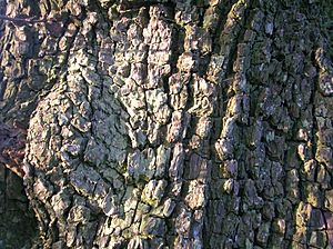 Archivo:Wild Pear Tree Bark