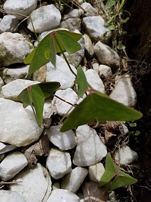 Archivo:20181022-Oxalis 01
