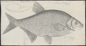 Archivo:Abramis brama - 1774-1804 - Print - Iconographia Zoologica - Special Collections University of Amsterdam - UBA01 IZ15000122