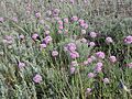 Allium globosum (habitat)