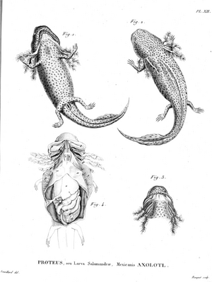 Archivo:Anatomy-Ambystoma-mexicanum-Humboldt-Zoologie-T12p252