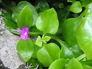 Archivo:Aptenia cordifolia (Flower)