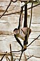 Ateles-geoffroyi 48090599