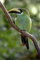 Aulacorhynchus prasinus -perching on branch-8a