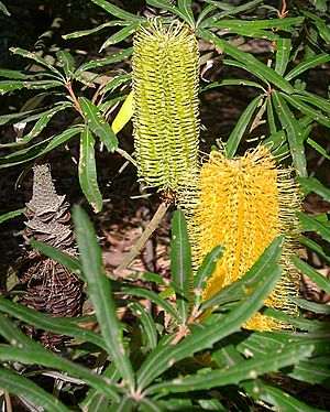 Banksia seminuda AD MB.jpg