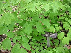 Blue Cohosh.jpg