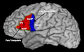 Broca's area fnana-07-00026-g001