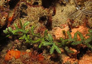 Archivo:Caulerpa serrulata