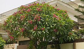Archivo:Champa tree with pink flowers in Islamabad, Pakistan