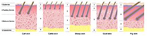 Archivo:Comparative skin histologies