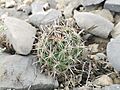 Coryphantha hintoniorum 1