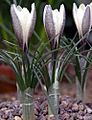 Crocus alatavicus, 2011