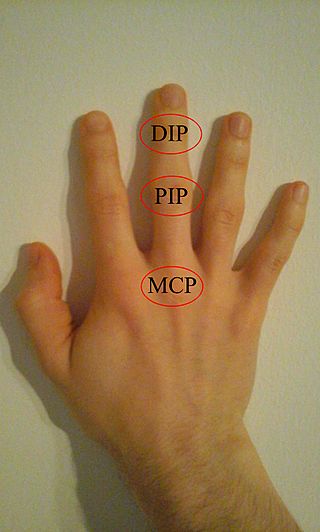 DIP, PIP and MCP joints of hand.jpg