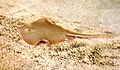 Dasyatis sabina florida