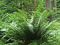 Dryopteris affinis0