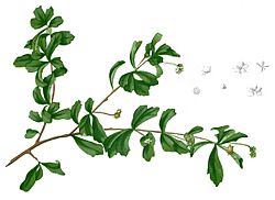 Ehretia buxifolia Blanco1.72-cropped.jpg