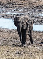 Archivo:Elefante africano de sabana (Loxodonta africana), parque nacional de Chobe, Botsuana, 2018-07-28, DD 24