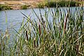 Enea (embalse de Arrocampo)