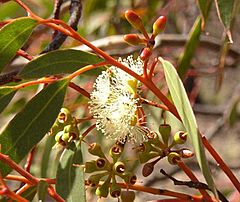 Archivo:Eucalyptus-oleosa-buds