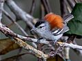 Euchrepomis spodioptila - Ash-winged antwren (male); Manaus, Amazonas, Brazil