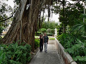 Archivo:Ficus aurea