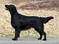 Flat Coated Retriever - black