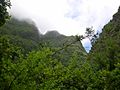 Forest Los Tilos