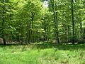 Foret de Cerisy