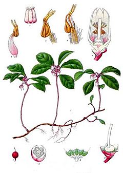 Archivo:Gaultheria procumbens - Köhler–s Medizinal-Pflanzen-064