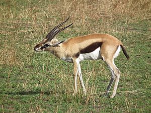 Archivo:Gazella thomsonii Thomsons Gazelle in Tanzania 2573 Nevit