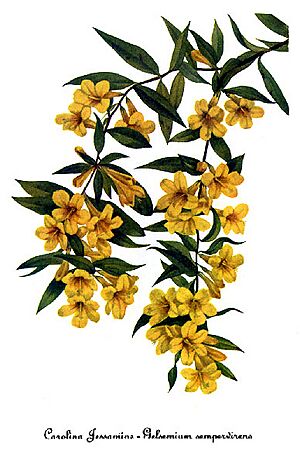 Archivo:Gelsemium sempervirens, by Mary Vaux Walcott
