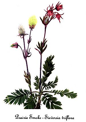 Archivo:Geum triflorum, by Mary Vaux Walcott