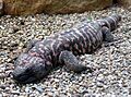 Gila.monster.arp