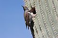 Gilded Flicker (Colaptes chrysoides) by nest hole in saguaro cactus
