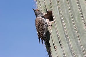 Archivo:Gilded Flicker (Colaptes chrysoides) by nest hole in saguaro cactus