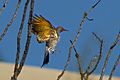 Gilded Flicker (Colaptes chrysoides) in flight