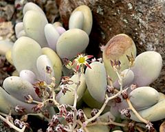 Archivo:Graptopetalum amethystinum 2