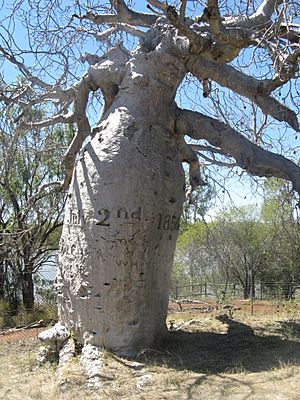 Archivo:Gregory Tree