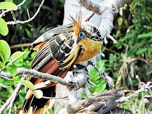 Archivo:Hoatzin (Chalalan)