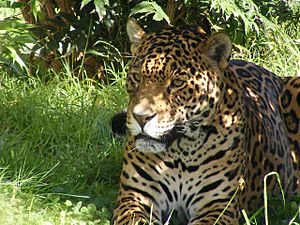 Archivo:Jaguar in the Shade