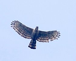 Archivo:Javan Hawk Eagle (Spizaetus bartelsi) (464508083)