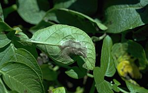 Archivo:Late blight on potato leaf 2