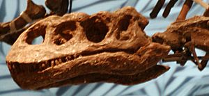 Archivo:Lufengosaurus magnus3