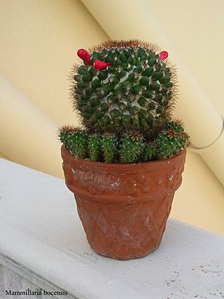 Mammillaria bocensis side.jpg