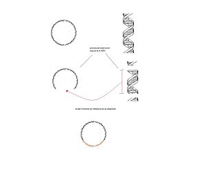 Archivo:Mecanismo de replicación del plásmido