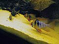 Mikrogeophagus