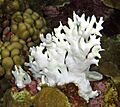 Millepora , blanqueo