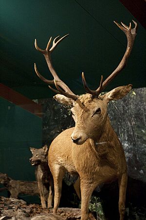 Archivo:Museo de la Naturaleza de Cantabria (13)